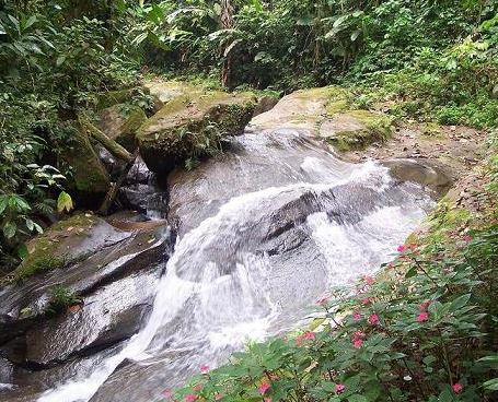 Bosque Protector Piedra Blanca